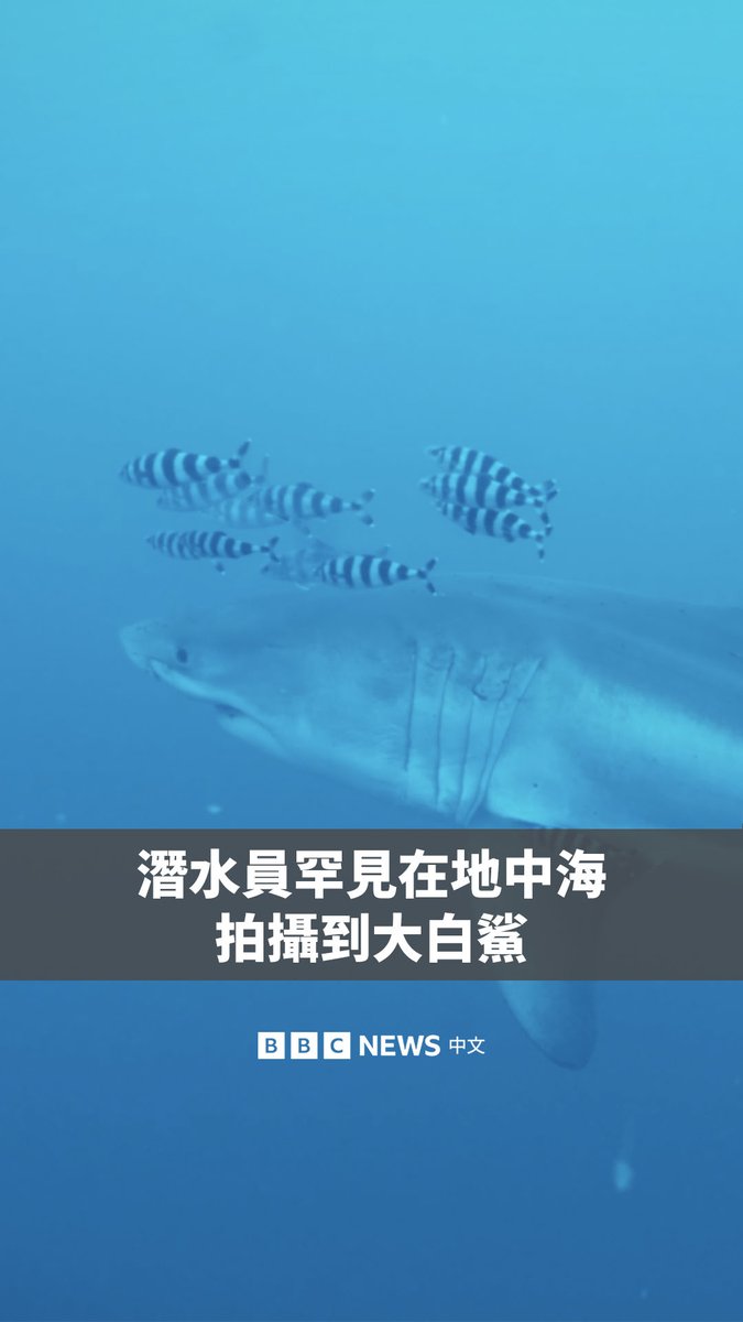 一名潜水员今年5月在地中海拍摄到一段极其罕见的大白鲨影片,他形容那一刻“相当特别”。 这条鲨鱼被认为是成年雄性,在突尼斯和西西里岛之间海域被发现。但科学家表示,人们不必担心,因为其距离海岸非常远。 学者认为过度捕捞是导致地中海大白鲨濒临灭绝的原因之一。