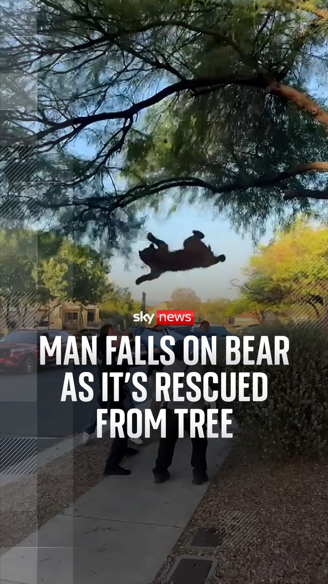 A bear in Arizona was sedated as it lounged on a tree before being rescued by local neighbourhood members and emergency services. Local police say the bear was safely relocated. 🔗
