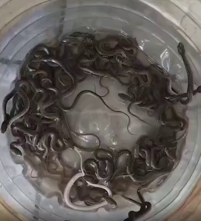 In Haridwar, 27 snakes were found emerging from a water tank in a house. The issue came to light when problems with water in the taps began, and upon inspection, it was discovered. The forest department rescued all the snakes.