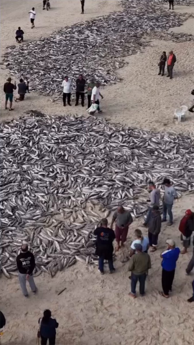 Pesca predatoria da tainha na praia dos Ingleses- Florianópolis semana passada! Esse é o retrato da ganância!!!!!!