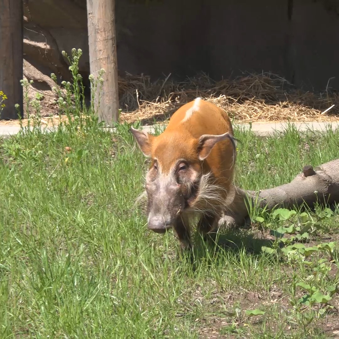 Red river hogs are named for their reddish coats and fondness for the water. Stop by and say hi to brothers Mort and Dudley. They are located between zebras and Dohmen Family Foundation Hippo Haven.