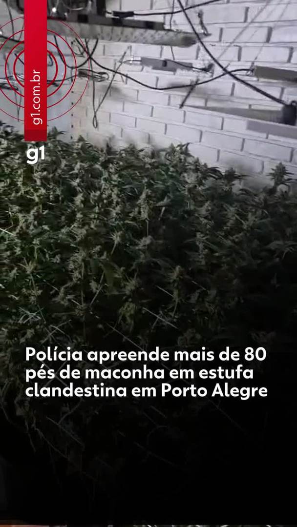 'Local sem nenhuma suspeita': Estufa com mais de 80 pés de maconha é descoberta em Porto Alegre #g1