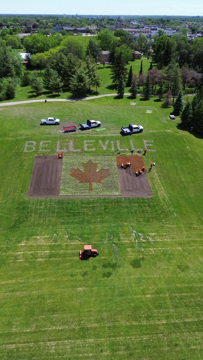 Three days and 36,000 flowers later, the Canadian flag is back along Highway 401. 🇨🇦🌸 Last week, our parks team was hard at work planting the floral Canadian flag display. From months of tending to the begonias in our greenhouses, to preparing the bed and hand-placing each and every flower, this display is truly a labour of love. Thank you to our floral crew for all of their work in bringing this iconic Belleville landmark to life! 🍁