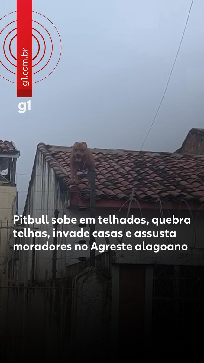 Pitbull sobe em telhados, invade casas e assusta moradores em Arapiraca (AL) #g1