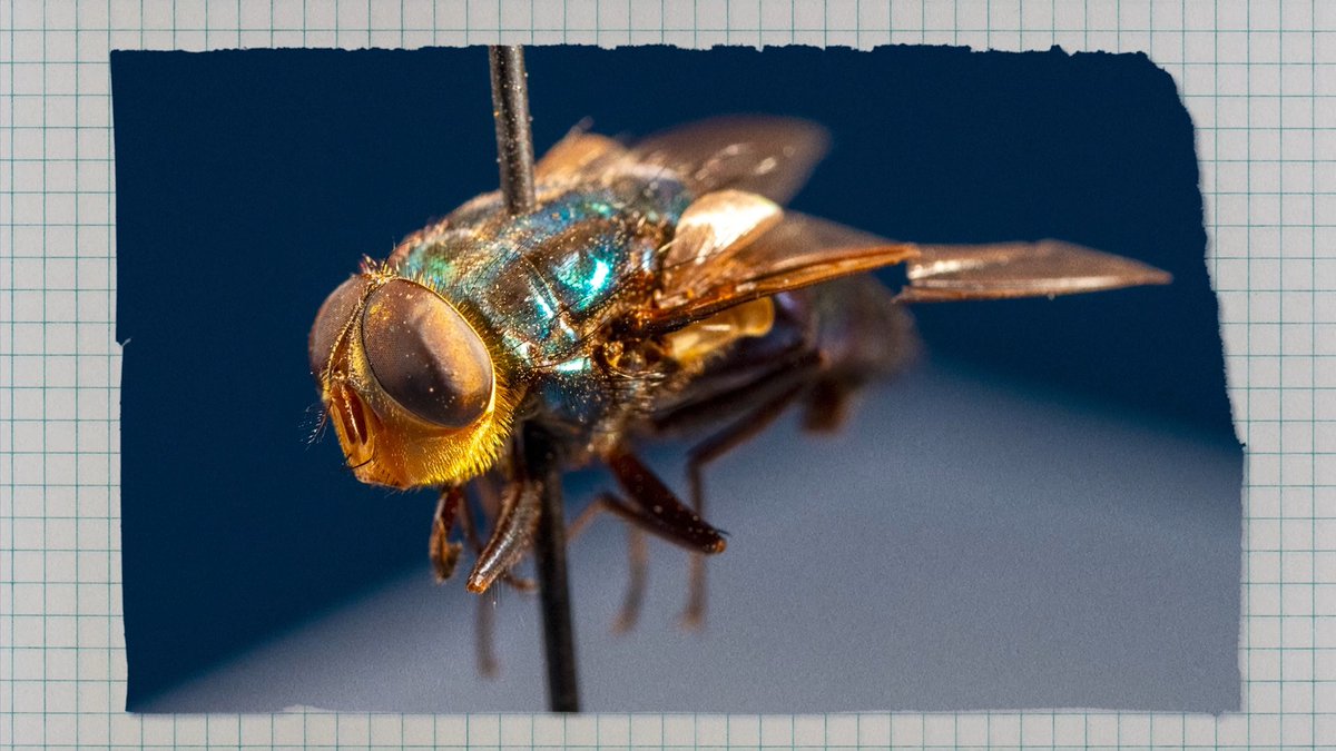 What is the New World screwworm? What does it mean for Texas? And what can you do about it? Experts across The Texas A&M University System have been preparing for this moment, but they cannot do it alone. Texans are urged to monitor their animals and report any unusual activity to Texas Animal Health Commission or Texas Parks & Wildlife. Learn how to report suspected cases and more here: