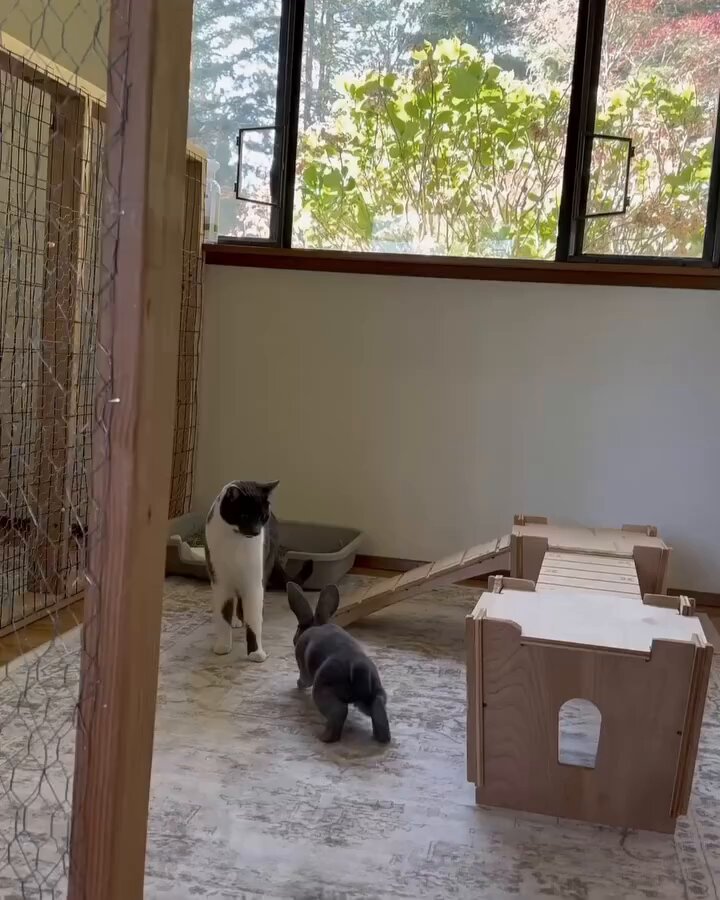 O gato antissocial pensou "que gato estranho esse, melhor não ficar perto" O coelho extremamente sociável pensou "que coelho estranho esse, melhor ficar por perto"