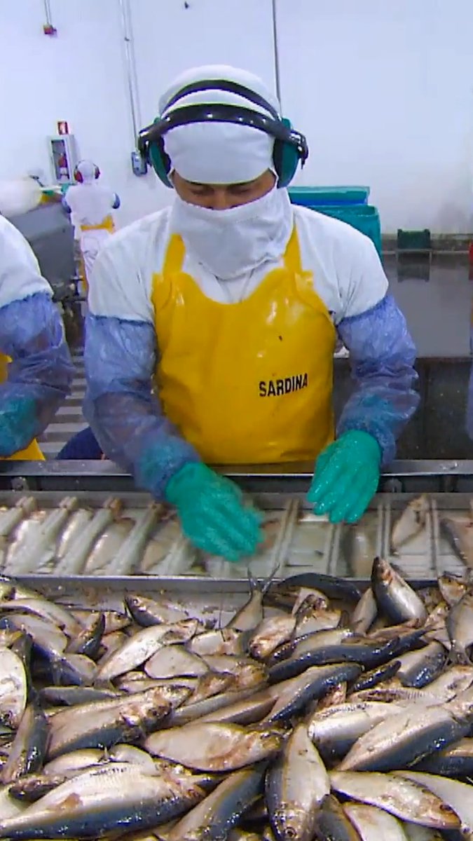 Getting the perfect sardine cut👌 #HowItsMade #sardine #fishtok