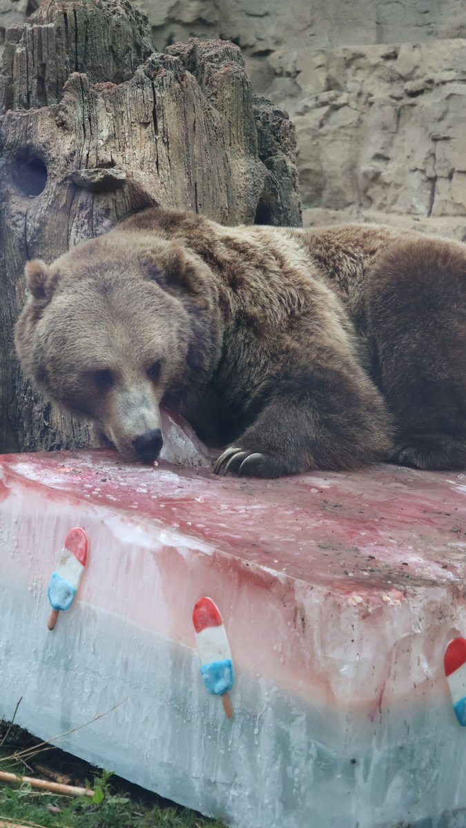 Everyone loves a summer treat! 🍧 Zoo staff made a “Rocket pop” for resident grizzly bears Huck and Finley. The duo loved this icy snack filled with one of their favorite foods, salmon!