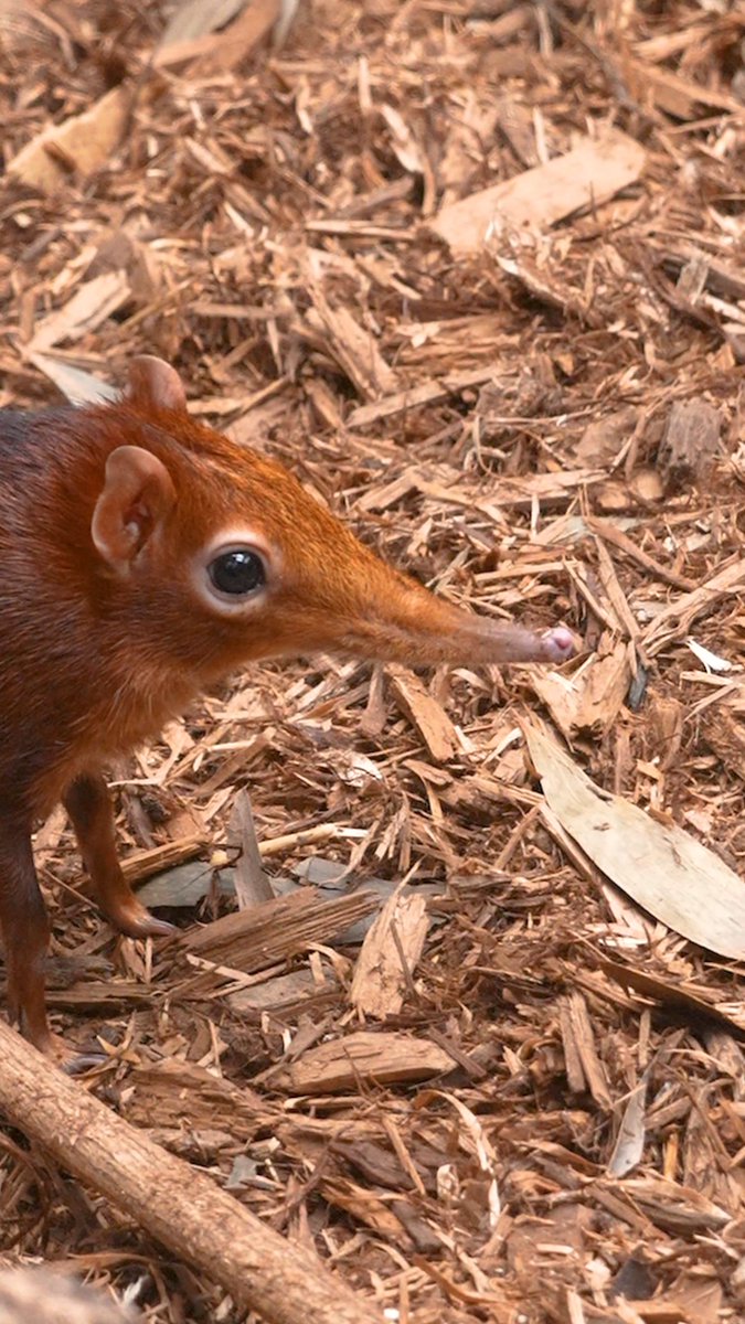 Now THIS is peak snootmaxxing 😤👃 Giant elephant shrews use their long snouts to sniff out insects and other small invertebrates hidden in the ground as they forage for food!