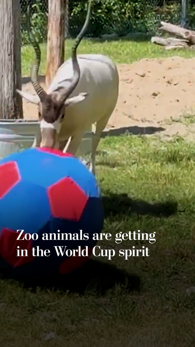 As anticipation builds around the world's biggest soccer tournament, some animals at Brookfield Zoo are getting into the spirit with soccer themed enrichment activities to encourage movement, exploration and a little unexpected ball handling.