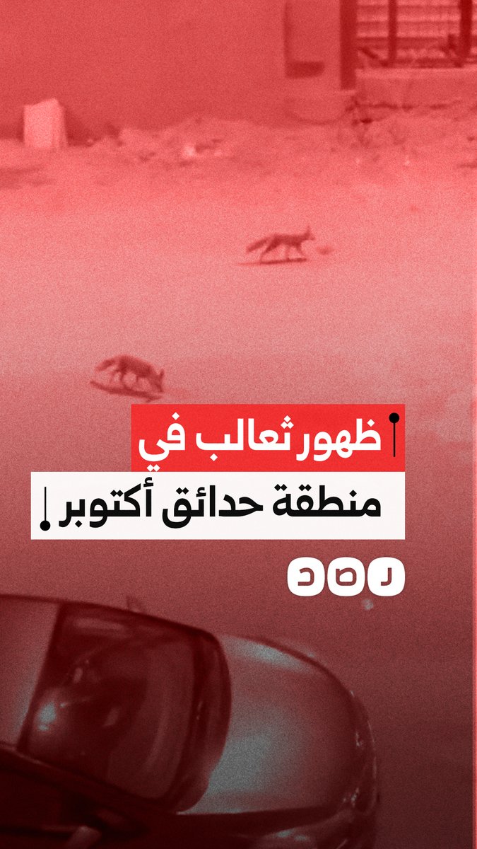 ظهور ثعالب في حدائق أكتوبر بمحافظة الجيزة يثير ذعر الأهالي