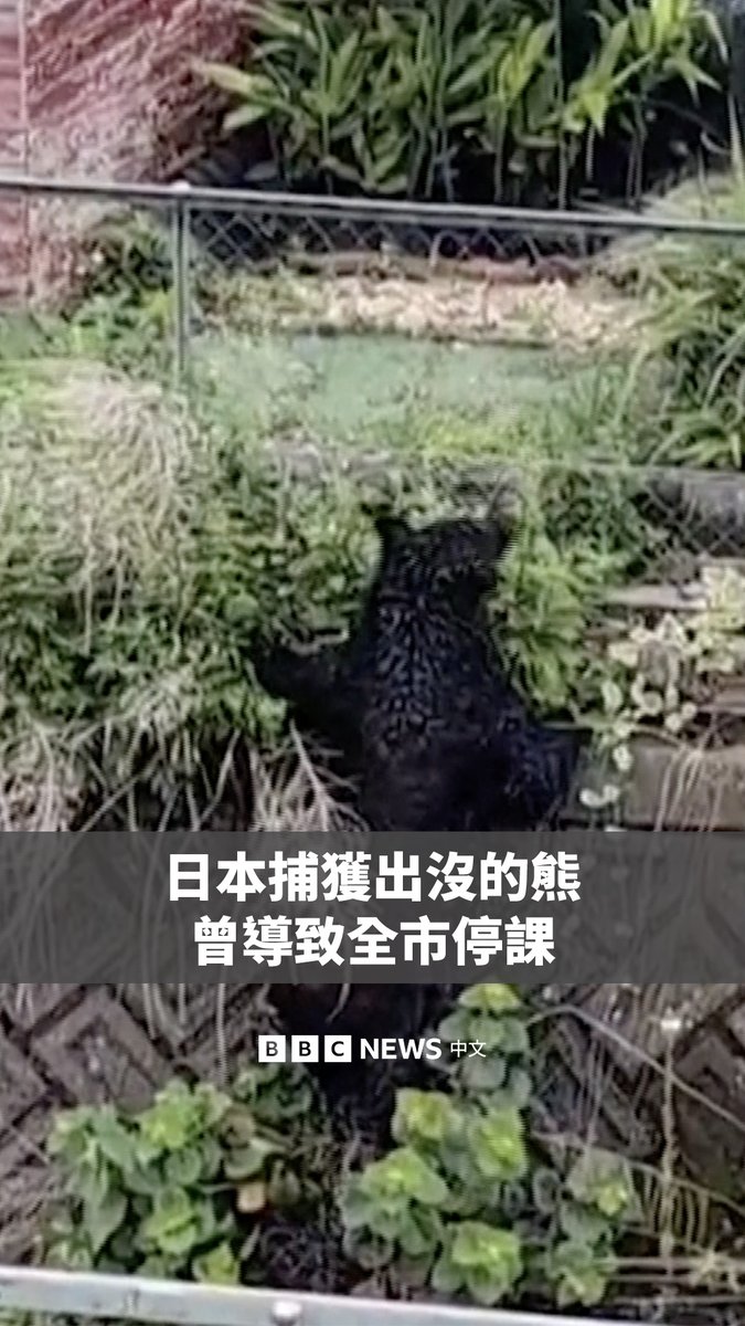 经过连续多日的搜寻后,一只在日本宇都宫市多次出没的黑熊终于被捕获。由于这只黑熊频繁现身,当地政府已关闭当地94所中小学。 近年来,日本的熊袭击事件持续增加。在福岛,另一头熊仍然在逃,其导致四人受伤。