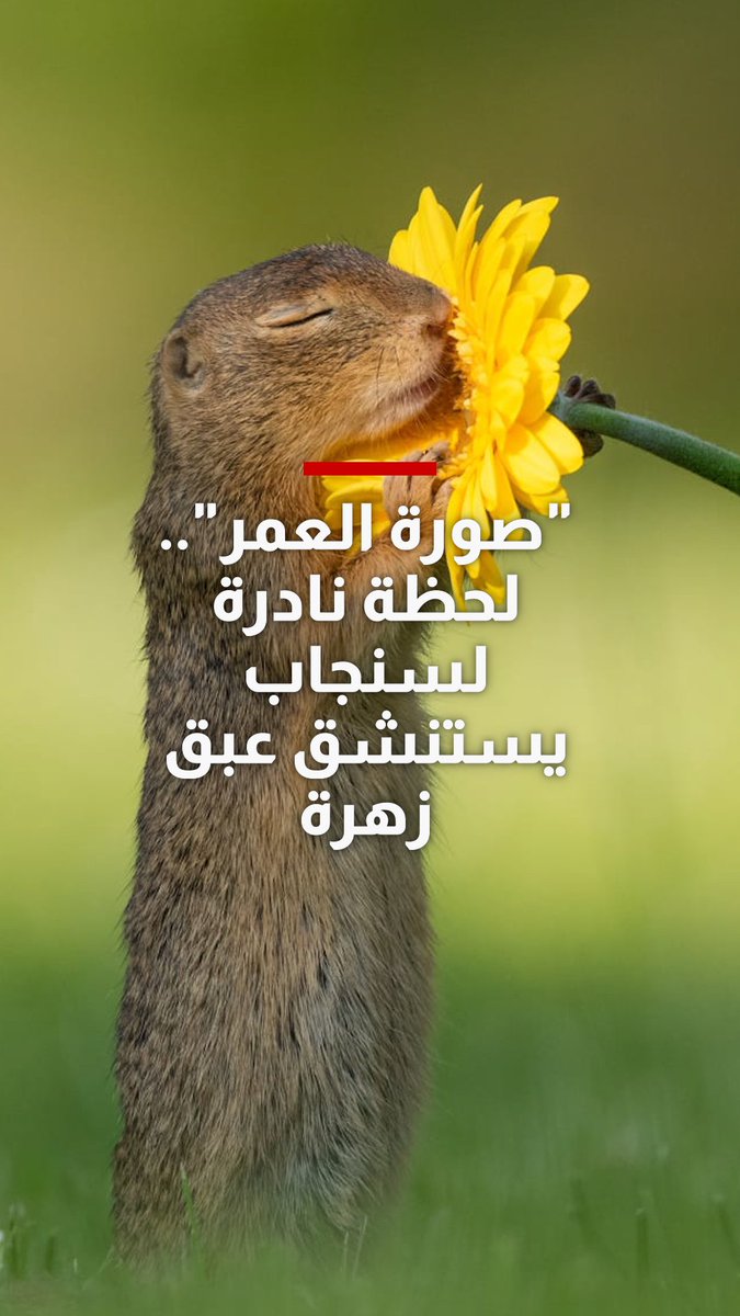 "صورة العمر"..هولندي يرصد لحظة نادرة لسنجاب يستنشق عبق زهرة