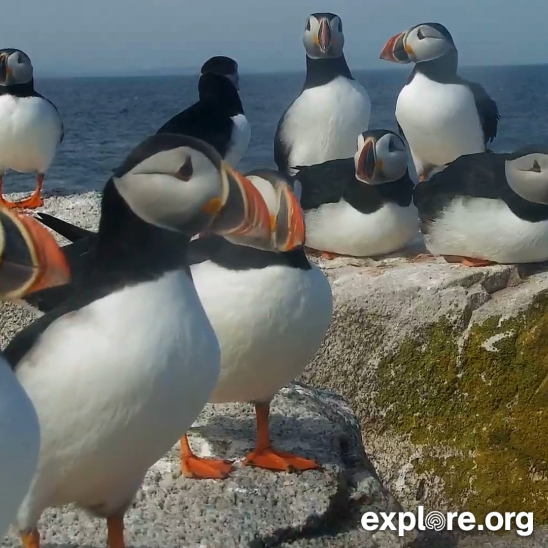 Big puffin party.. 😊