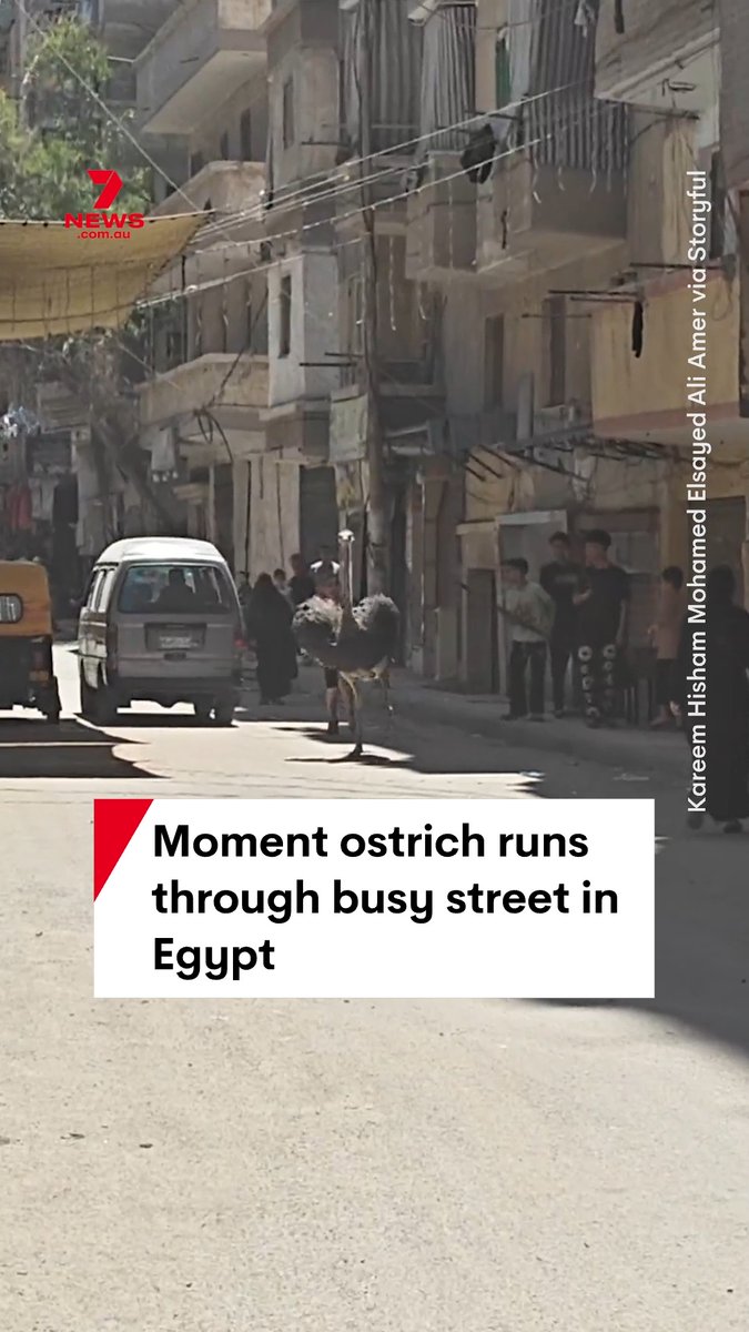 A bystander has captured the moment a runaway ostrich charged down a busy street in Alexandria, Egypt. A boy is seen running after the bird while multiple people try to intercept it, one with a stick. A man finally catches the ostrich putting an end to the chase. #runawayostrich #Alexandria #Egypt #chase