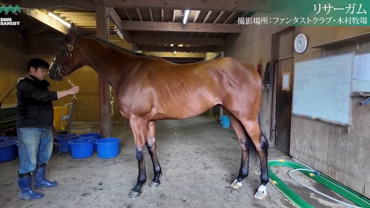 【関係者インタビュー】6/8🆕 リサーガム(牡.2歳) 父 #Justify 生産 木村秀則 厩舎 小栗実/関西 募集総額 3500万円/ 2000口 一口金額(一括) 17500円 いとこ #ドウデュース 2024年 セレクトセール 出身 ▼詳細はこちらへ
