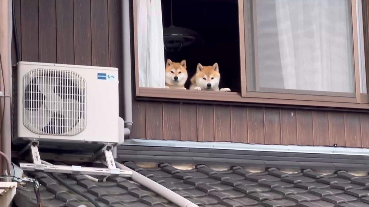 実家の愛犬を散歩させてたら、 羨ましそうに見つめる柴犬たちがいた #シヴァ犬こむぎっす #豆シヴァわらび #柴犬