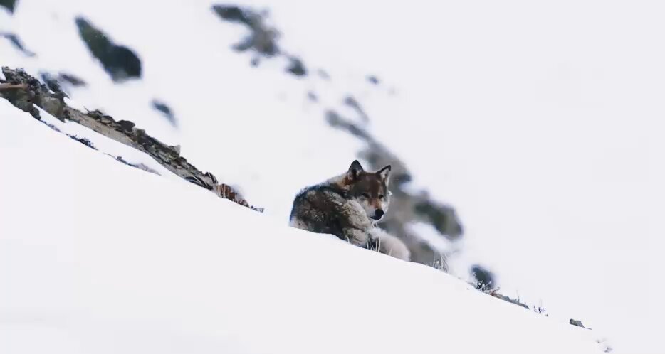 標高4000mを超えるヒマラヤで一頭のオオカミと出会った。 目が合った時、彼と一瞬だけ時間を共有したような不思議な気持ちになる。 すぐに雪山の奥へと帰っていったけど、世界の果てのヒマラヤでもう二度と出会うことのないオオカミとの出会いは、とても儚くて、美しく、忘れられない瞬間になった。