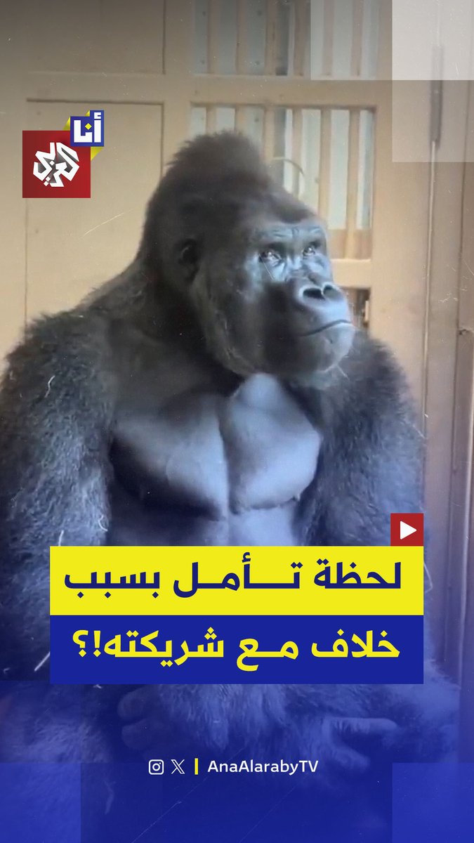 بسبب خلاف مع شريكته التي طردته من الحظيرة.. غوريلا في حديقة حيوانات يابانية يدخل في لحظة تأمل وتفكير عميق ويتحول إلى نجم عالمي بعد انتشار مقطع فيديو ظهر فيه وهو يهرب من شريكته ويجلس بمفرده.. إليكم تفاصيل ما حدث مع "كييوماسا" في هذه القصة 👇