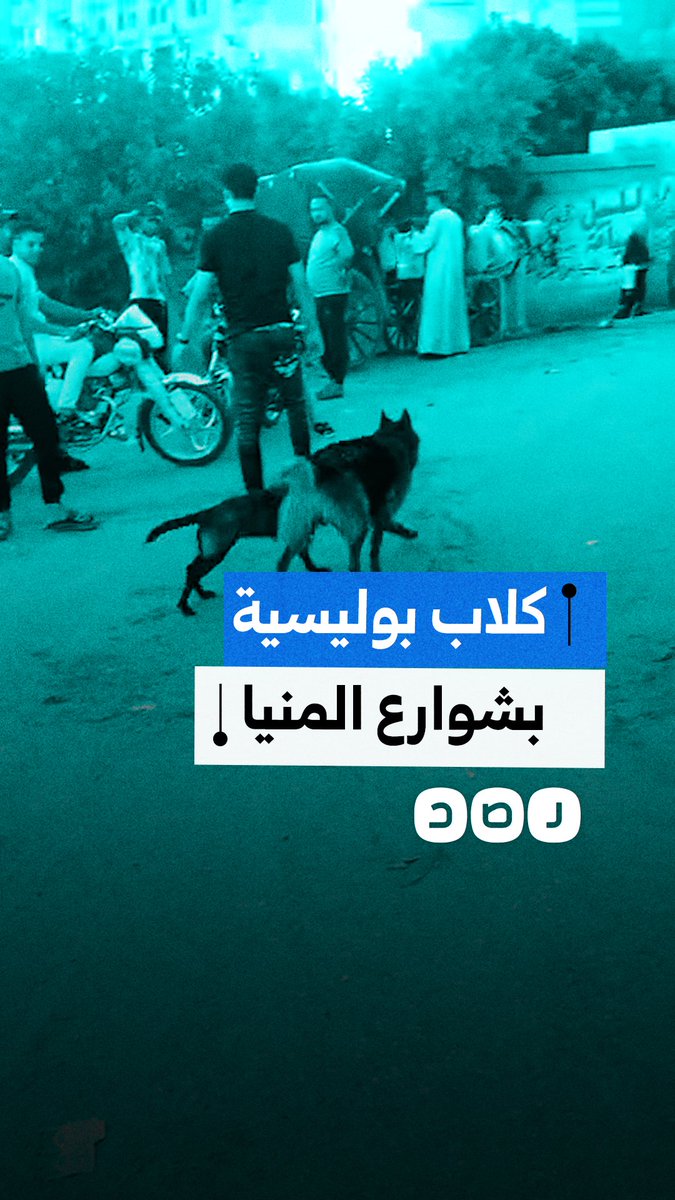 مواطن بمغاغة في المنيا يوثق انتشار كلاب شرسة بالشارع ويحذر من خطورتها على المارة