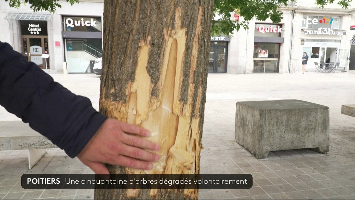 La ville de Poitiers porte plainte pour des dégradations sur une cinquantaine d'arbres. Au total, les dégâts sont estimés à 100.000 euros. #JT13H