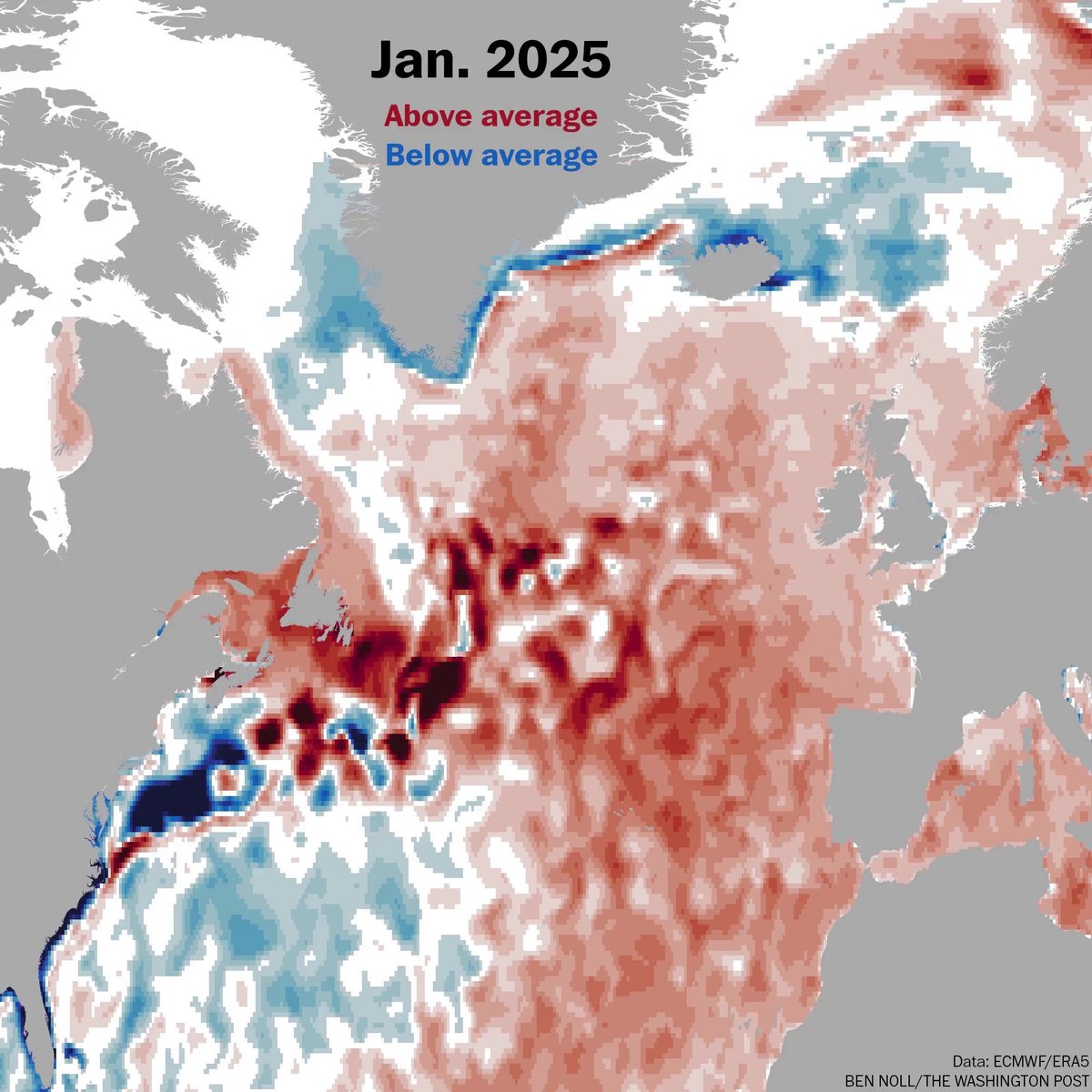 🔵 There's no question that the North Atlantic cold blob, linked to AMOC, has become more persistent in recent decades 🔵 The current cold blob has remained for about a year, coinciding with a negative AMO, which is associated with less northward heat transport in the Atlantic.