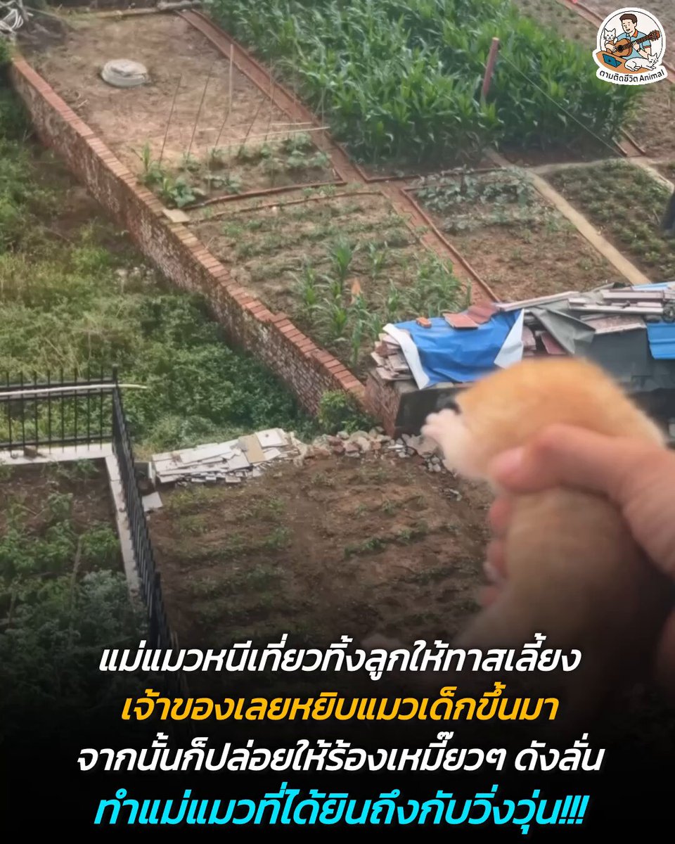 แม่แมวแอบหนีเที่ยวทิ้งลูกไว้ในทาสเลี้ยง ทาสเลยแก้เผ็ดด้วยการหยิบเจ้าจิ๋วขึ้นมา แล้วปล่อยให้ร้องเหมียวๆ ลั่นบ้าน ทำคุณแม่ที่กำลังเที่ยวเพลินๆ ถึงกับว้าวุ่นใจ วิ่งหน้าตั้ฝกลับบ้านทันที 🫠 ชาวเน็ตที่เปิดคลิปนี้ฟังคอมเมนต์บอก “แมวของฉันก็รีบวิ่งหน้าตั้งมาหาเหมือนกัน” แล้วจากนั้นทุกคนก็ใช้เสียงนี้แกล้งแมวที่บ้านกันฉ่ำ 🤣 #หมา #แมว #ทาสแมว #อาณาจักรสัตว์โลก #ตามติดชีวิตAnimal