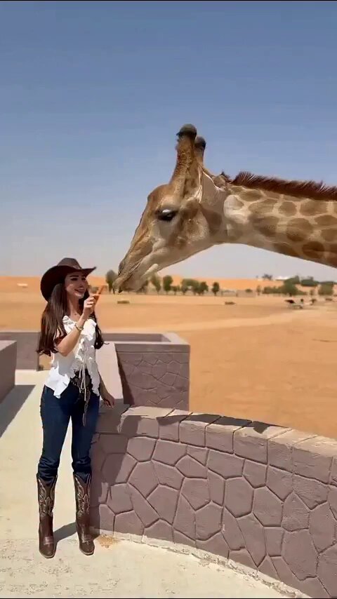 رهف القحطاني تلاعب الزرافه ب الجزر و الخيار تعتقد اني رهف اخر الليل …. محد علمك ان ادخال اشياء خارجيه مضررره خصوصا الجزر والخيار