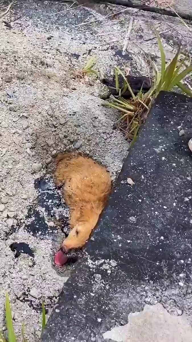 This team found a beautiful puppy accidentally covered in tar, &amp; the smile on her face while seeing rescuers is precious. Kindness🙏