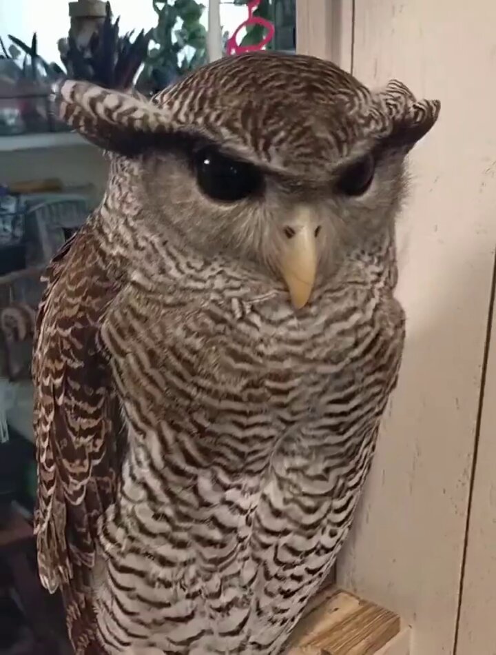 This owl has the look of someone who's never lost an argument
