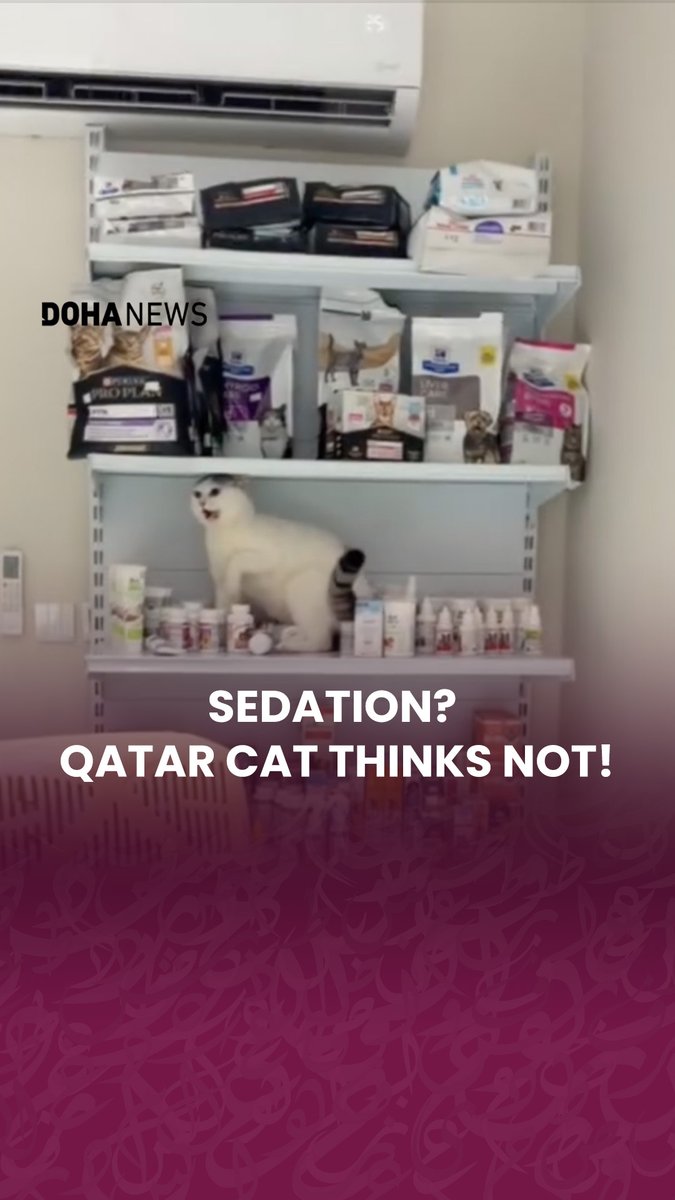 A visit to the #vet turned into a full-scale feline rebellion when one very unimpressed cat decided to rebel against the sedation. A short video of the chaos, shared by Otmane Ourdani of Pets Veterinary Clinic in #Qatar, shows the furry fugitive tearing through the room and sending stuff flying off shelves, proving once again that no matter how prepared you think you are, a determined #cat will always have the last word.