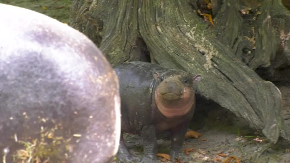 🦛 The Berlin Zoo announced the name of its newborn pygmy hippopotamus — a rare mammal native to West Africa: Broetchen, which is German for ‘bread roll’