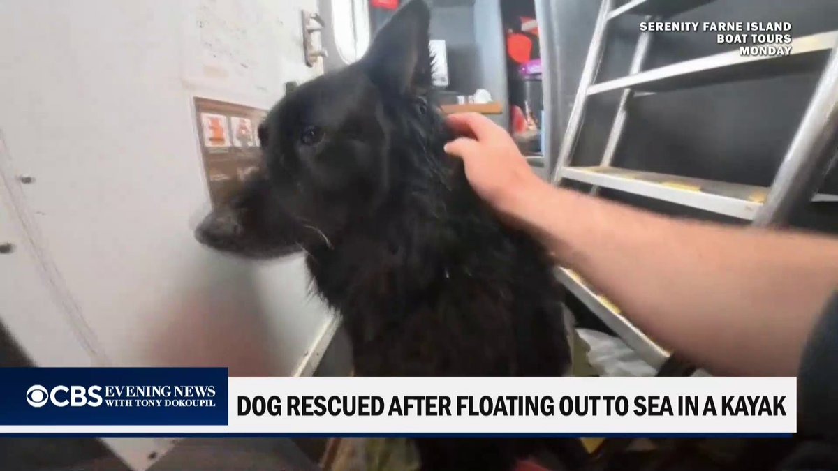 A German shepherd was rescued off the coast of England after its inflatable kayak was blown out to sea.