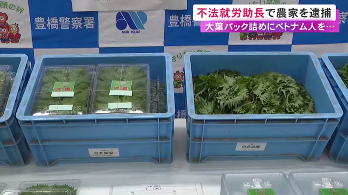 大葉1パック詰めて40円。 これでベトナム人不法就労で農家逮捕ってニュース、日本の闇が深すぎる。 「内職だからセーフ」だと思ったのかな…？ 不法就労はダメだけど、こうしないとやっていけない日本の農業の事情もあるのかな。。。