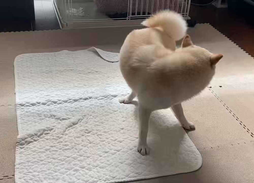 🐕「なんだ⁉️この勝手にフリフリ揺れるものは‼️」