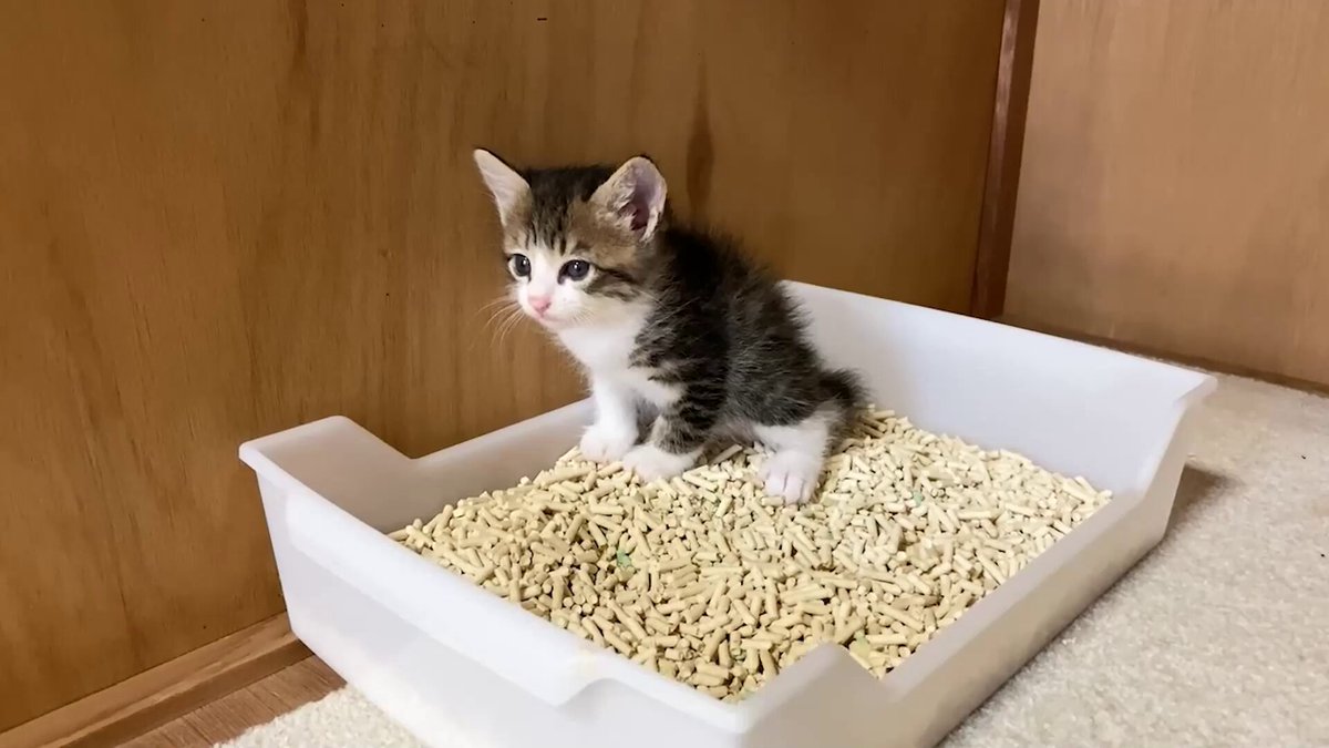 出た瞬間、声を出す子猫が可愛すぎた