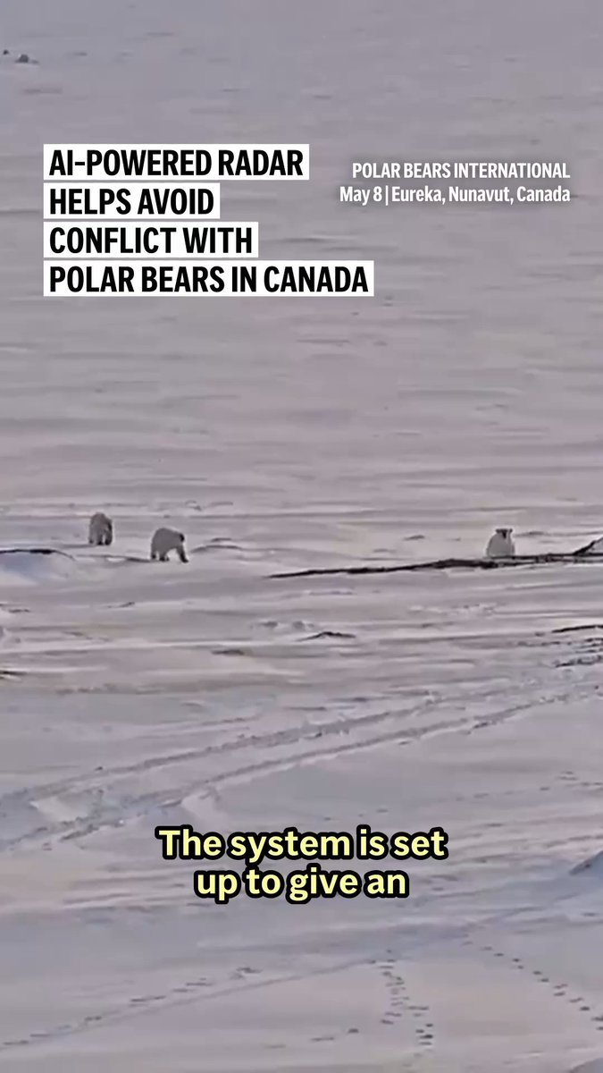Arctic sea ice is shrinking from climate change forcing many polar bears have to shift their diets to land during parts of the summer. For isolated communities at the top of the world, keeping the planet’s largest land predators -- polar bears -- away from human settlements is key to coexistence.