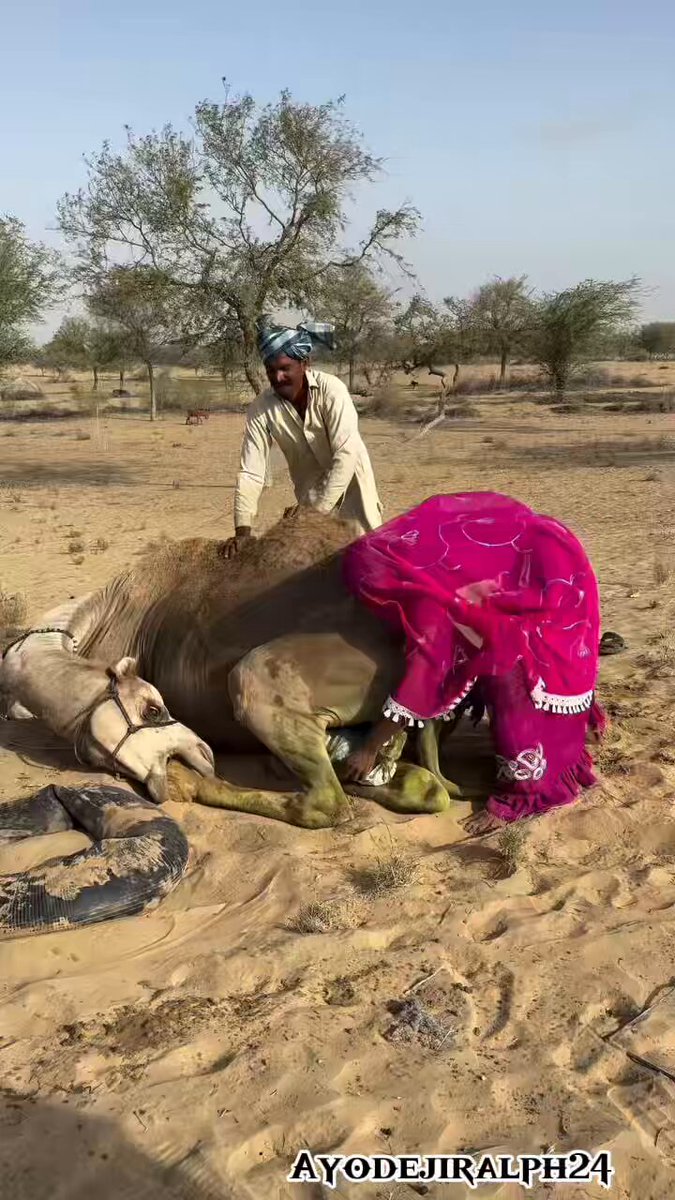 Humans keep tampering with the cause of Nature. Can someone please explain what is going on here?? I’m tired of seeing weird clips like this. Is the camel being treated or something?😕😕