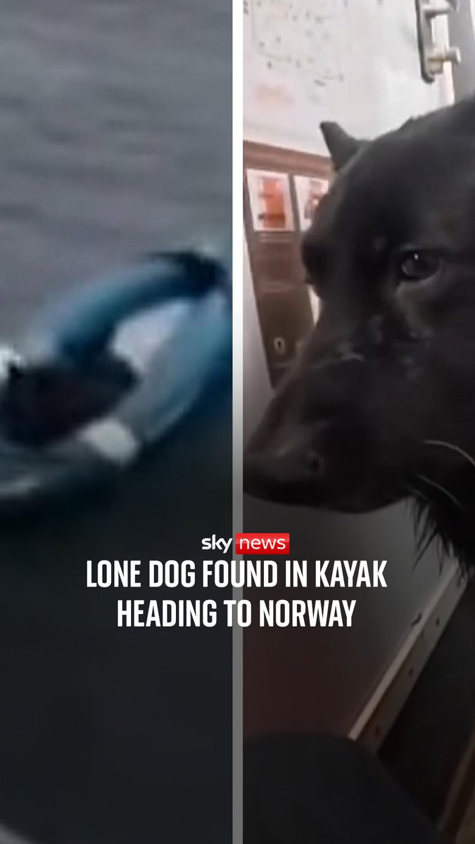 HM Coastguard alert boat tour firm to possibility of a dog in a kayak drifting at sea - and they find him safe and well. Bruce the Alsatian was blown out to sea from Bamburgh Beach by a sudden gust of wind.