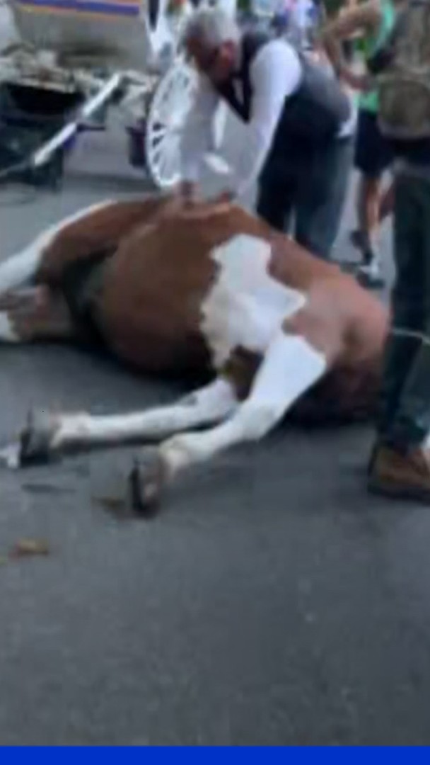 États-Unis Un cheval de calèche meurt à Central Park, le maire de New York appelé à interdire cette pratique