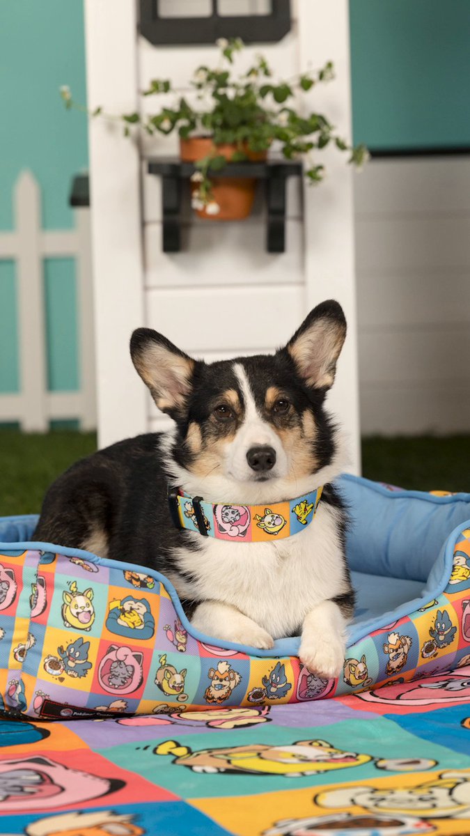 Call the pup-arazzi! 🐾 Pet accessories designed with James Turner have arrived at #PokemonCenterUK. Check out the range ➡️ (and then please share your pet pictures with us)