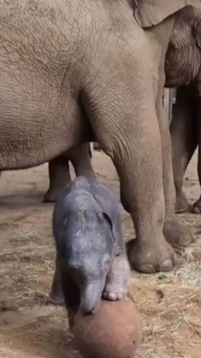 A baby Asian elephant made his debut at a UK zoo on Wednesday at just two days old. On the eve of the FIFA World Cup, the baby boy was given a ball to play with and could be seen attempting a few dribbles and investigating with his trunk.