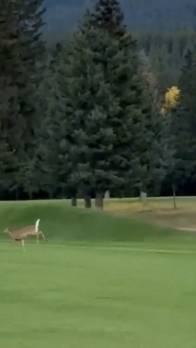 Sometimes you're the hammer. Sometimes you're the nail. In the case of the deer, you're the nail. 🎥: Randi Wardle