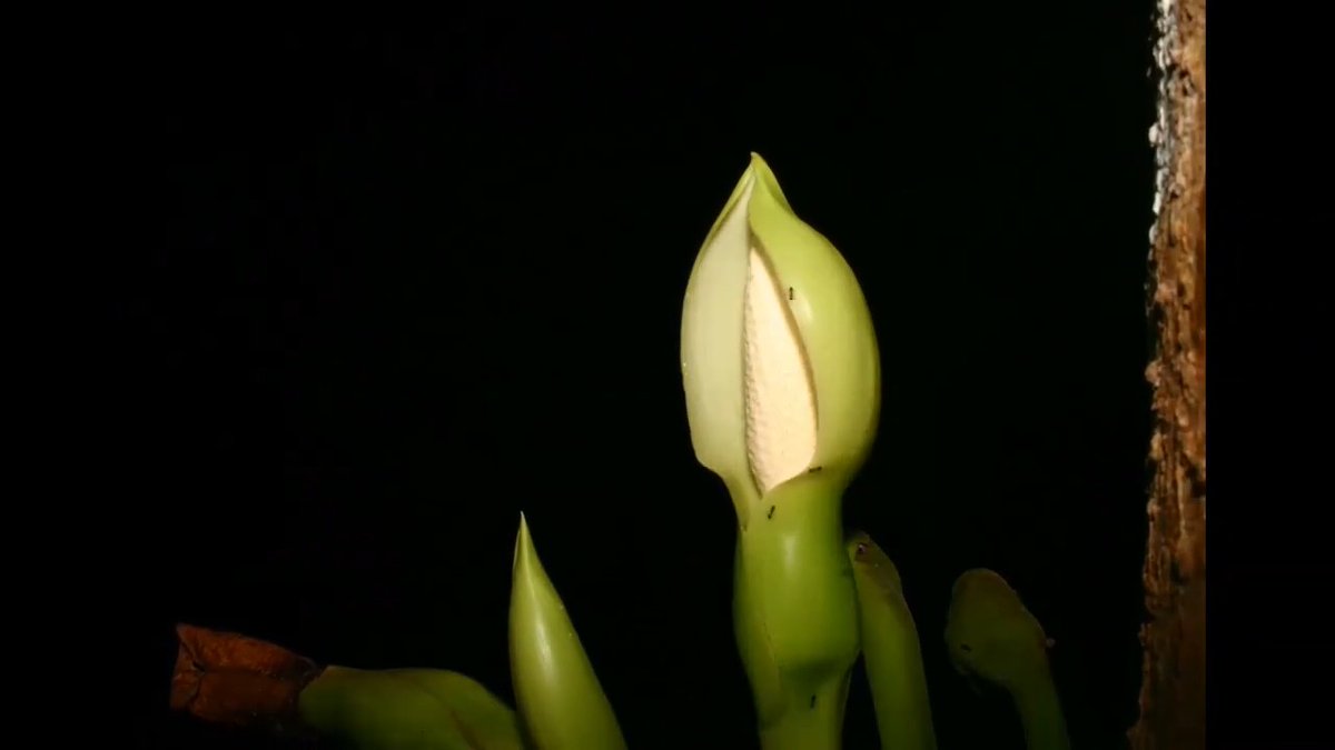 The agricultural pests known as plant bugs can be a farmer’s worst enemy. These winged insects—the size of a pea or smaller—suck the sap from apples, lettuce, and other crops, causing millions of dollars in damages globally each year. A Costa Rican flower has turned this foe into friend, however, according to a 2022 study. One species of the so-called arum plant has evolved to attract a species of plant bug instead of a typical beetle pollinator, helping them spread their pollen far and wide. Learn more during #NationalPollinatorsMonth: News from Science