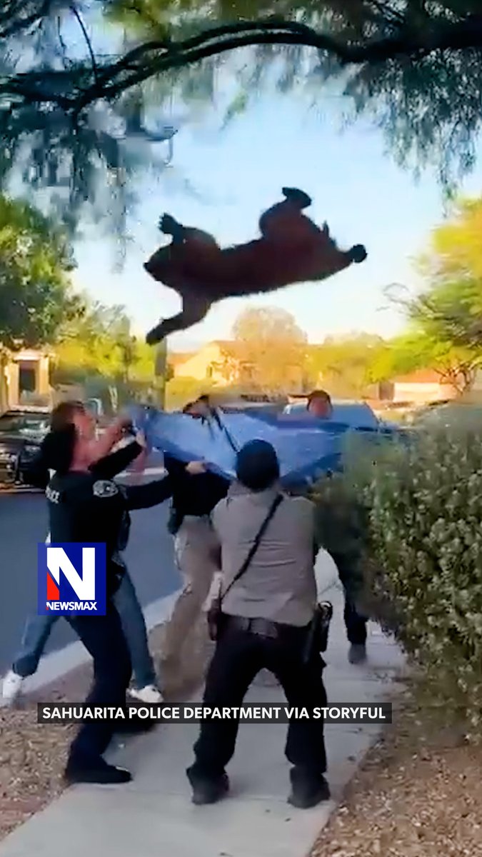 BEAR BLUNDER: A neighborhood bear rescue in Arizona didn’t go exactly as planned when an officer lost his balance and fell onto the sedated bear after it dropped from a tree. Despite the mishap, police said the bear was safely relocated.