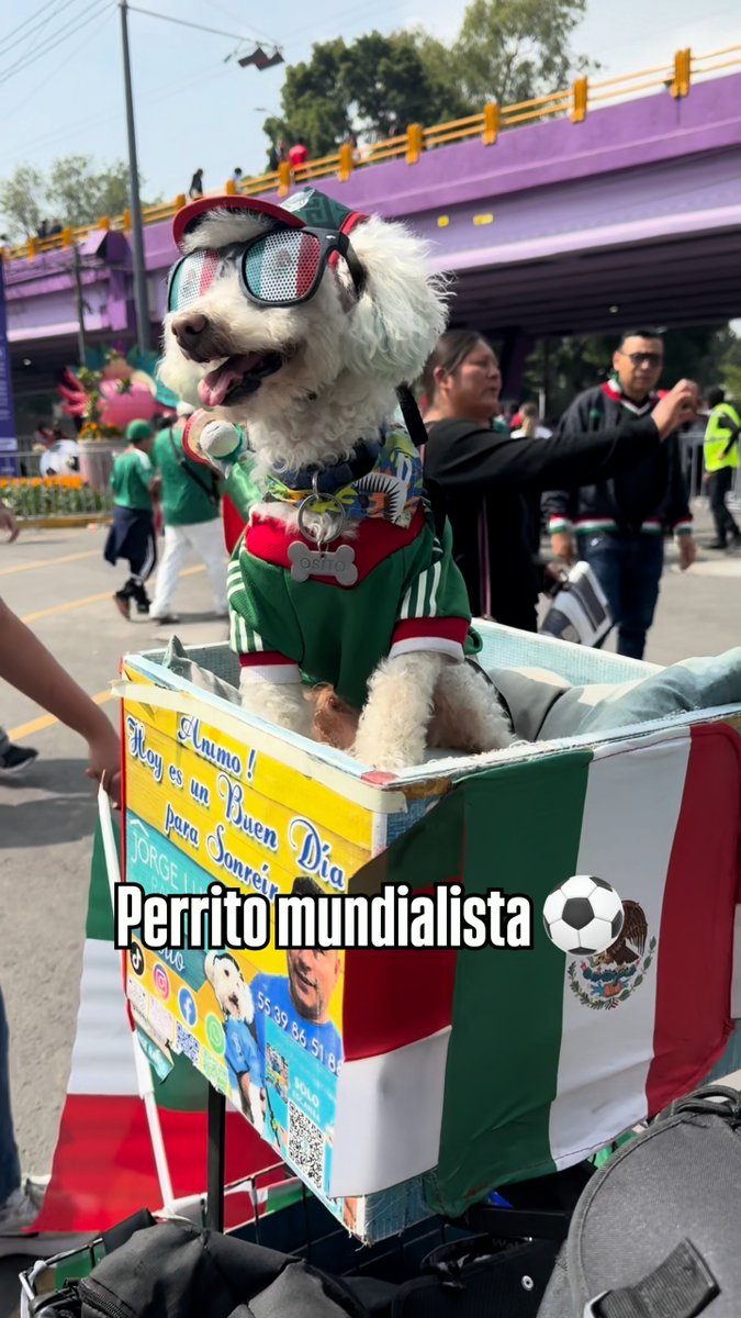 El perrito más mundialista que verás hoy 🐶❤️