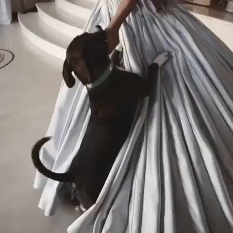 i will always love that ariana refused to go to the grammys, wore her dress at home and let myron surf on it through the house. then when ari received her grammy she gave it to piggy smallz
