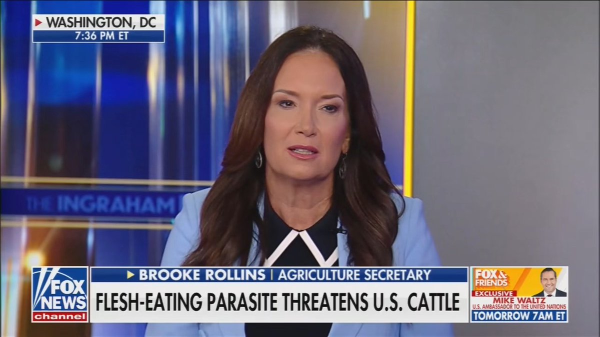 How could Screwworm affect our beef supply? Trump's own Agriculture Sec: At a time when our beef supply is at its lowest in 75 years, and prices are very high, it could make it harder for Americans to get good beef at a good price.