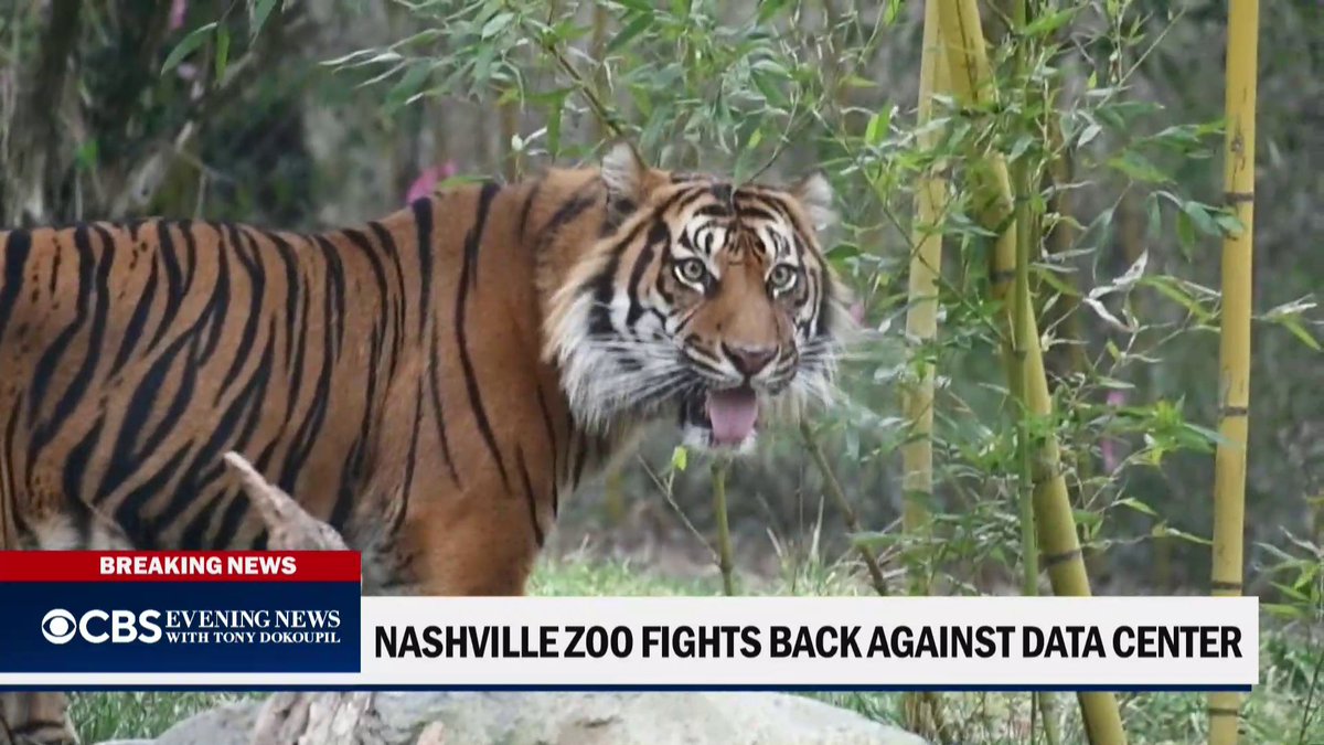 Tennessee residents, even country music star Brad Paisley, are rallying against a proposed 70,000-square foot data center that would be built just feet from the Nashville Zoo — potentially exposing over 3,000 animals to noise, fumes and bright lights.