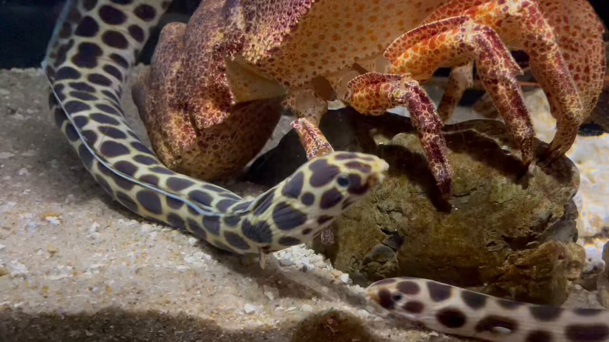 長い魚は眼が可愛いんです！ タピオカみたいなモヨウモンガラドオシさん コブセミエビも"可愛い"っていって欲しそうです！
